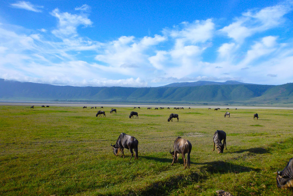 6 Days Tanzania Amazing  Safaris. Lake Manyara N.P, Serengeti Plains, Ngorongoro Crater & Tarangire National Park.